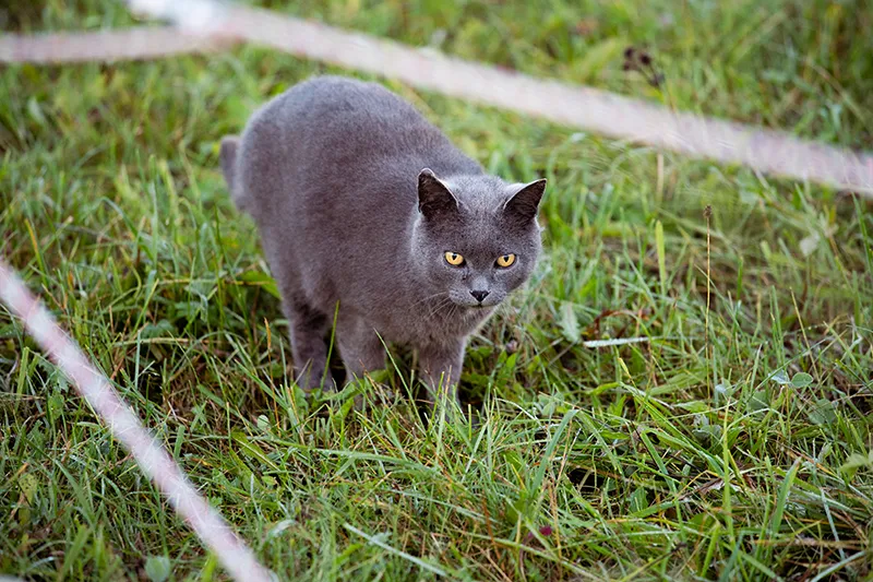 Katze auf der Schwäbischen Alb